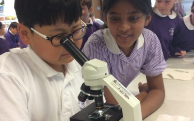 Year 6 Under the Microscope!