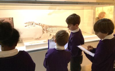 Year 4 Trip to the Museum of Zoology